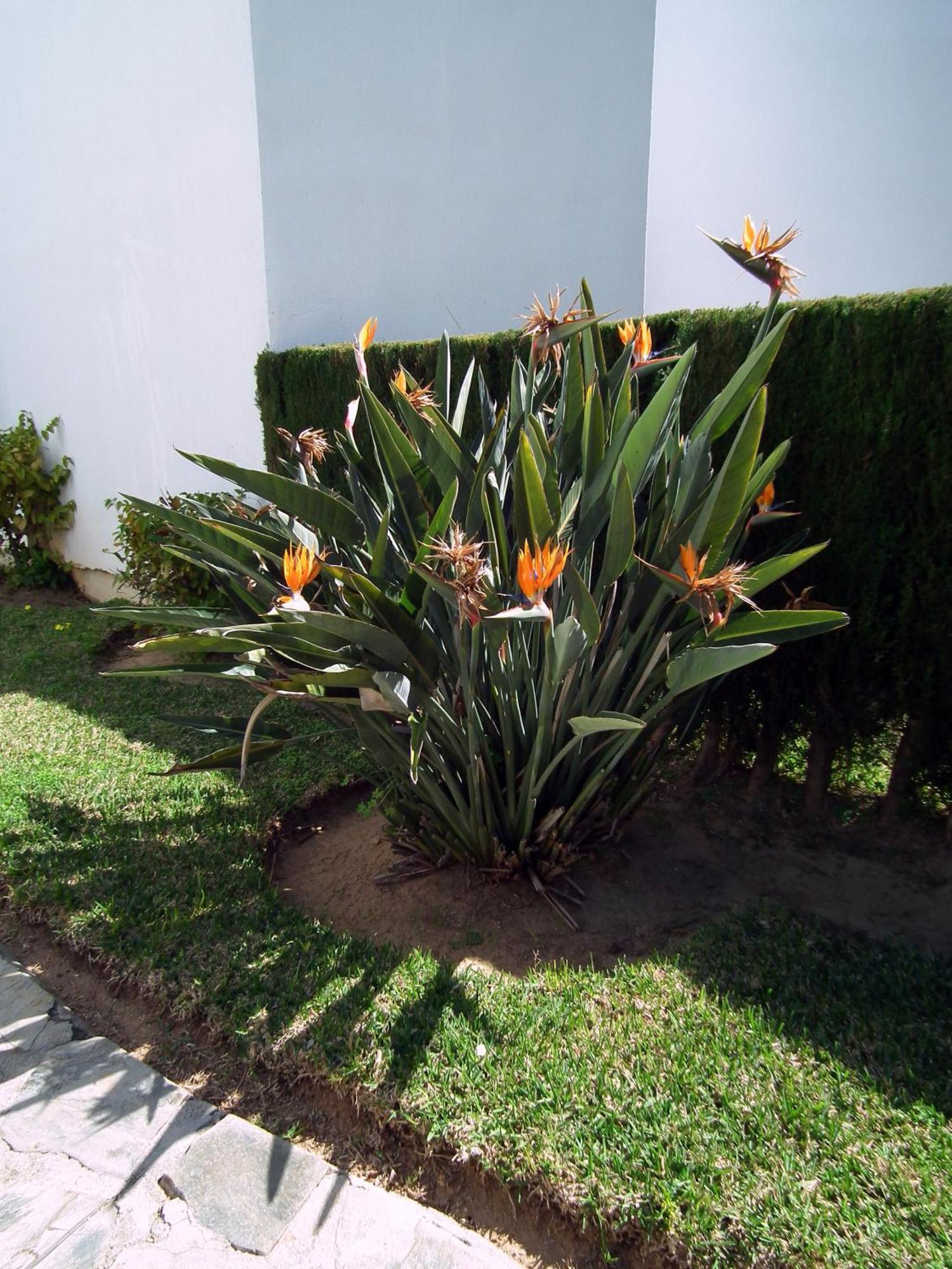 Apartamento Nerja Playa Burriana エクステリア 写真